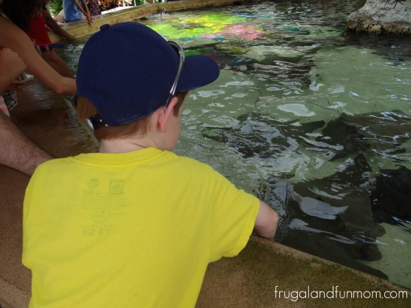 Things to Do and See At Seaworld Orlando Theme Park Florida