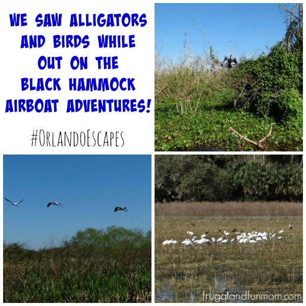 Birds spotted on the Black Hammock Airboat Adventures