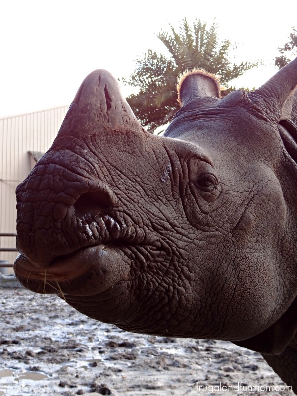 Rhino at the Central Florida Zoo Orlando