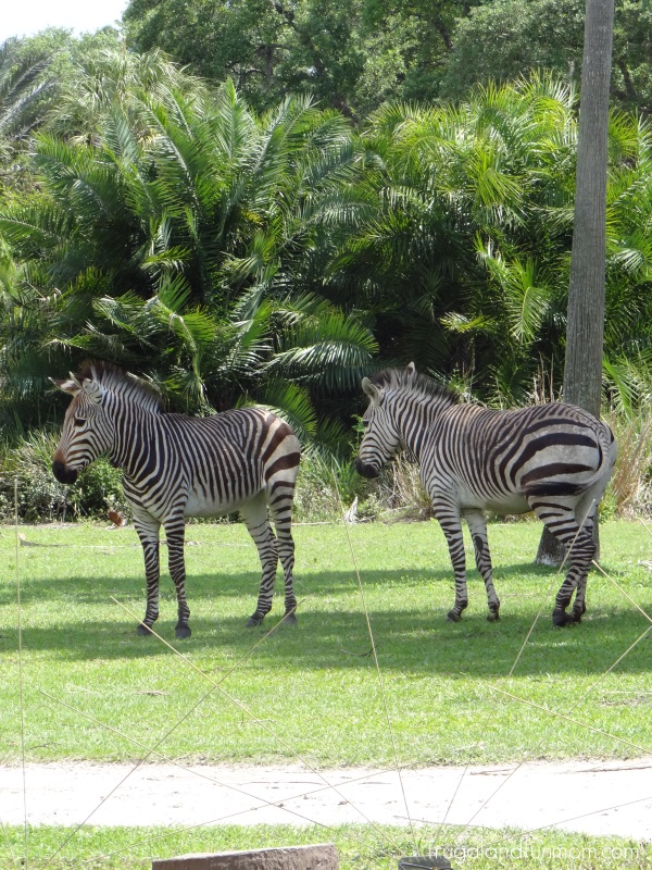 Zebras at Animal Kingdom Lodge